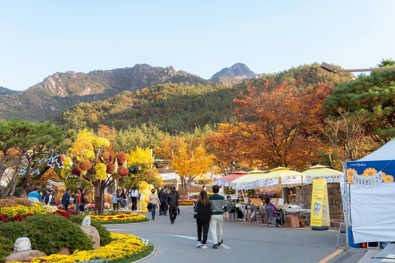 월출산 국화축제