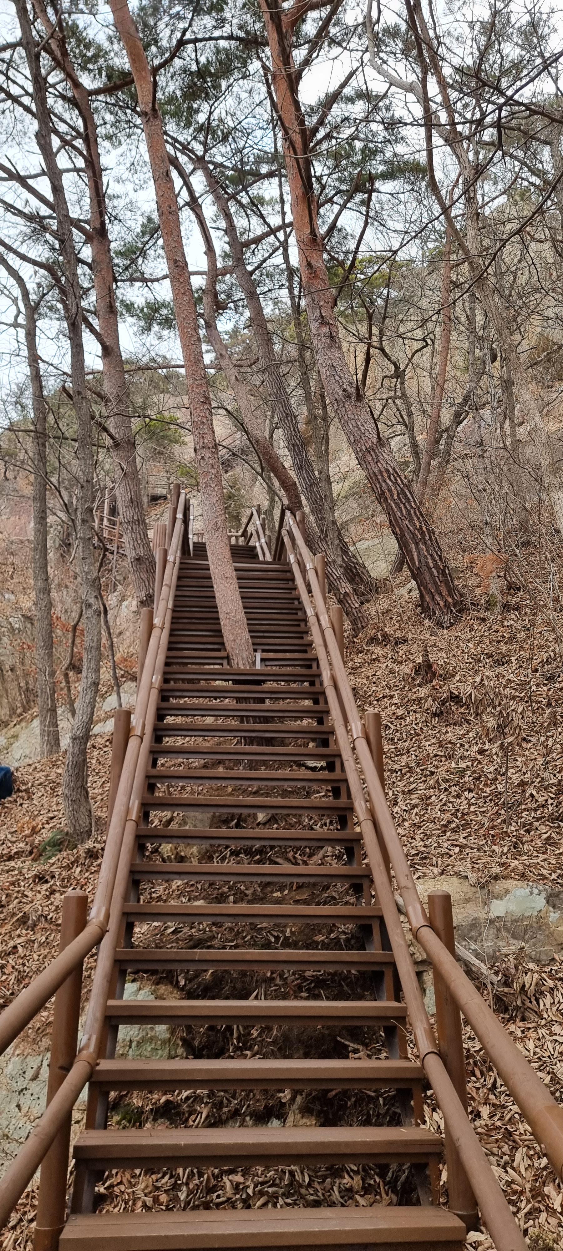 변산바람꽃 19