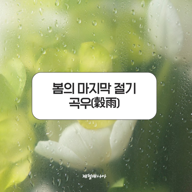 곡우