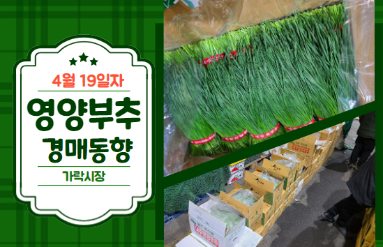  [경매사 일일보고] 4월 19일자 가락시장 영양부추 경매동향을 살펴보겠습니다!