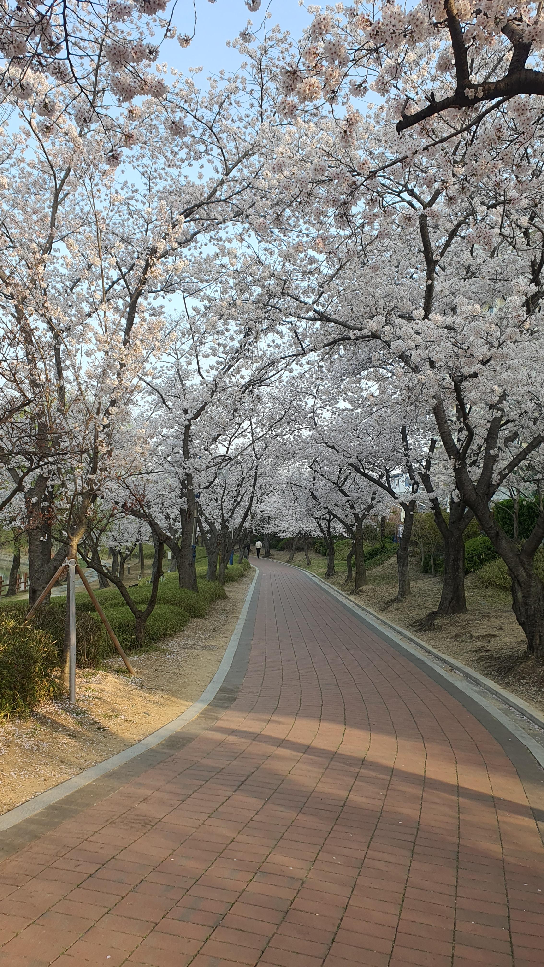 경주 보문관광단지 벚꽃 봄 여행