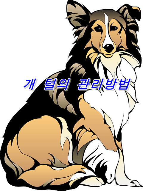  개 털의 올바른 브러싱