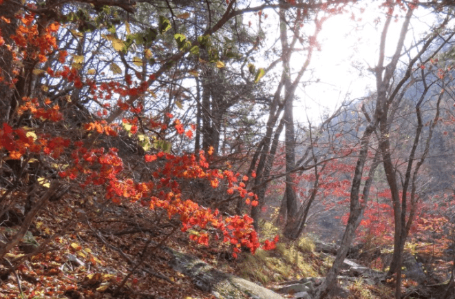 설악산국립공원-단풍잎