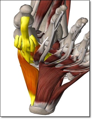 발바닥 쪽에 위치한 근육들의 힘줄 위치를 보여주는 사진