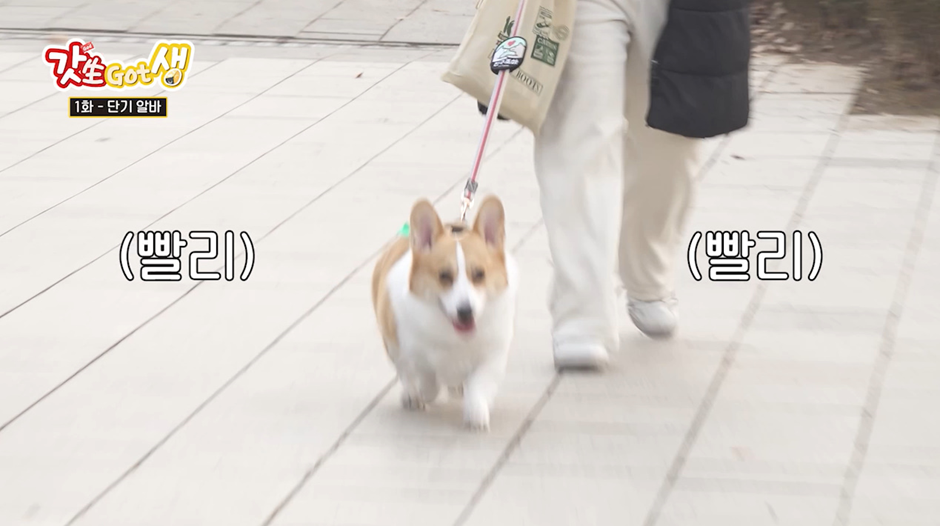 요즘 강아지 산책 한번 시켜주고 받는 비용...jpg | 인스티즈
