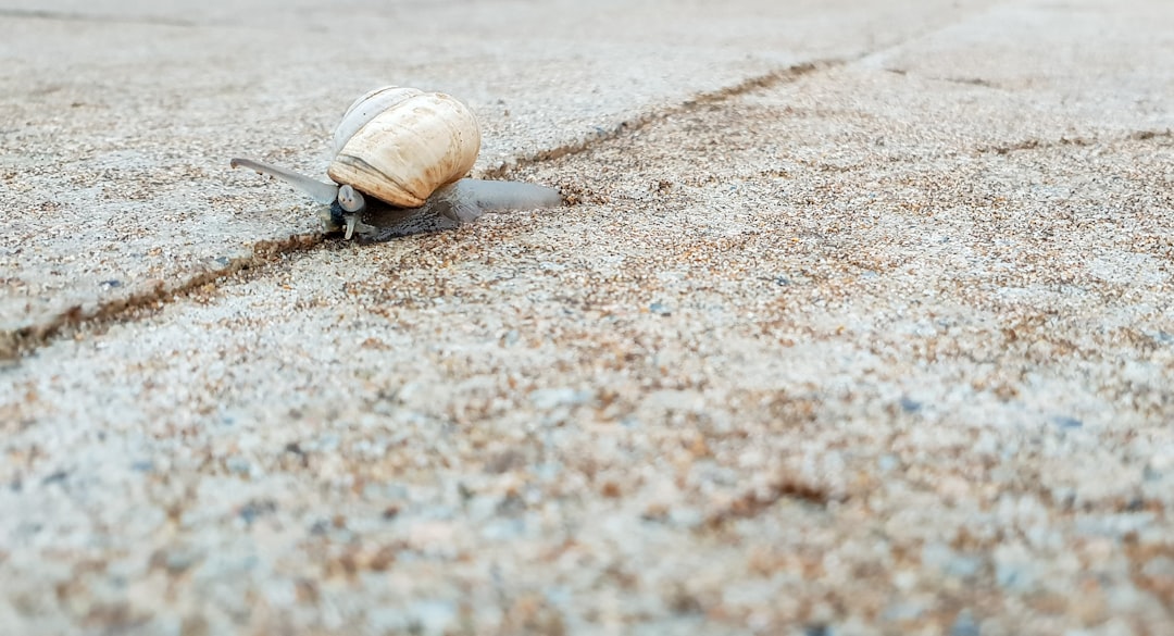 Mollusks