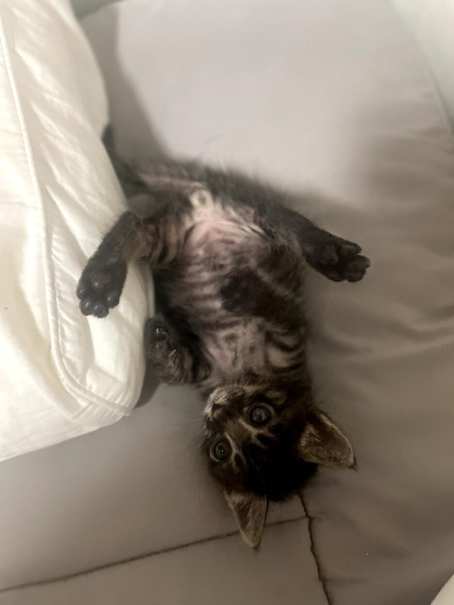 너무 귀여운 아기 고양이의 7