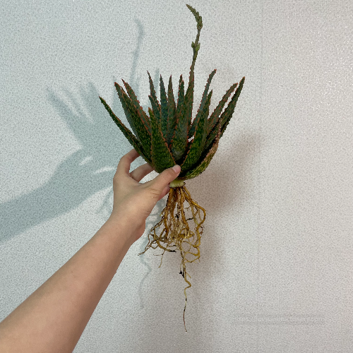 카르민 알로에 뿌리