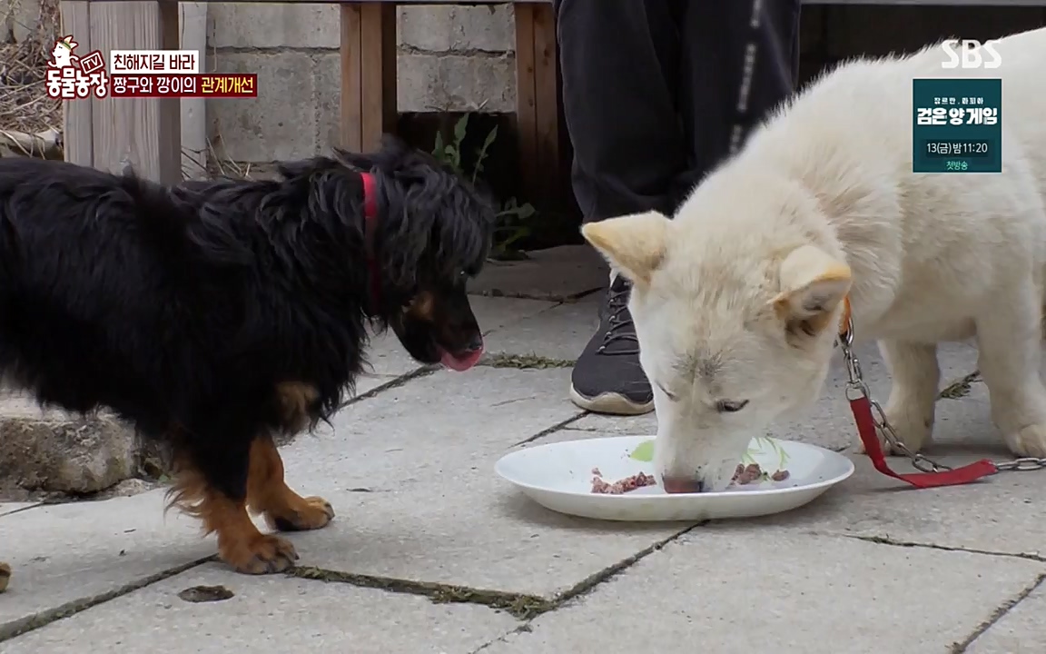 TV 동물농장.E1068.220509p-NEXT.mp4_20220508_173836.626.jpg