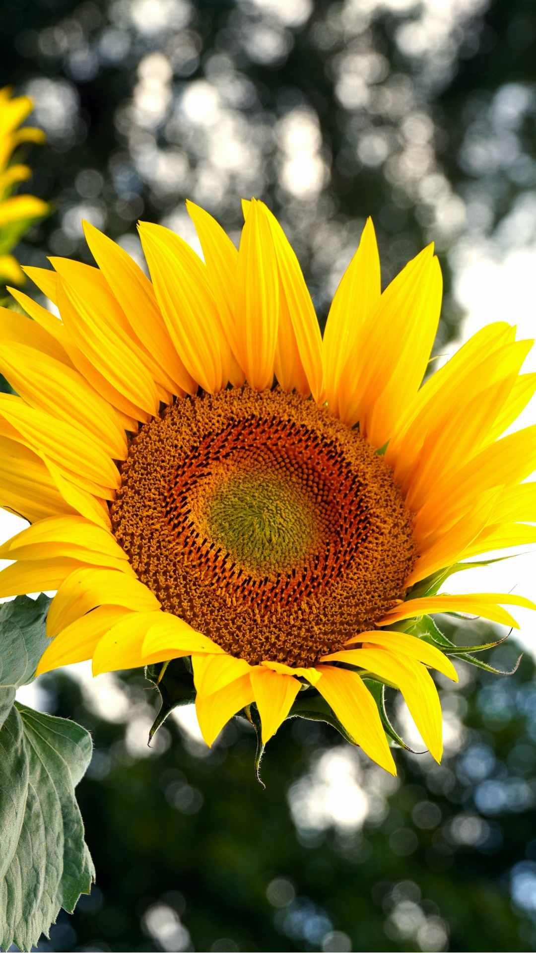 Sunflower iPhone Wallpaper