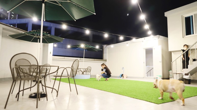 황금동 '도그 데이트' 가게 위쪽 굿! 대구 애견호텔 미용 7