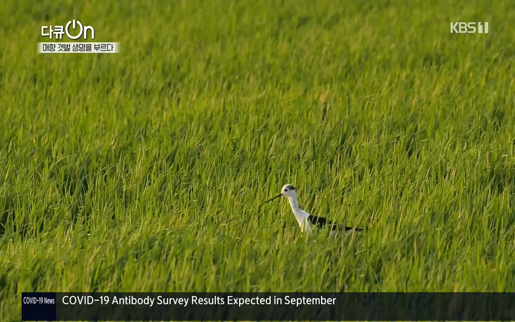 다큐 On.E151.220805p.H264-F1RST.mp4_20220806_193415.421.jpg