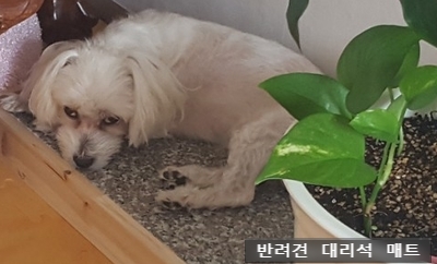 “대리석-매트에-앉은-강아지”data-ke-mobilestyle=