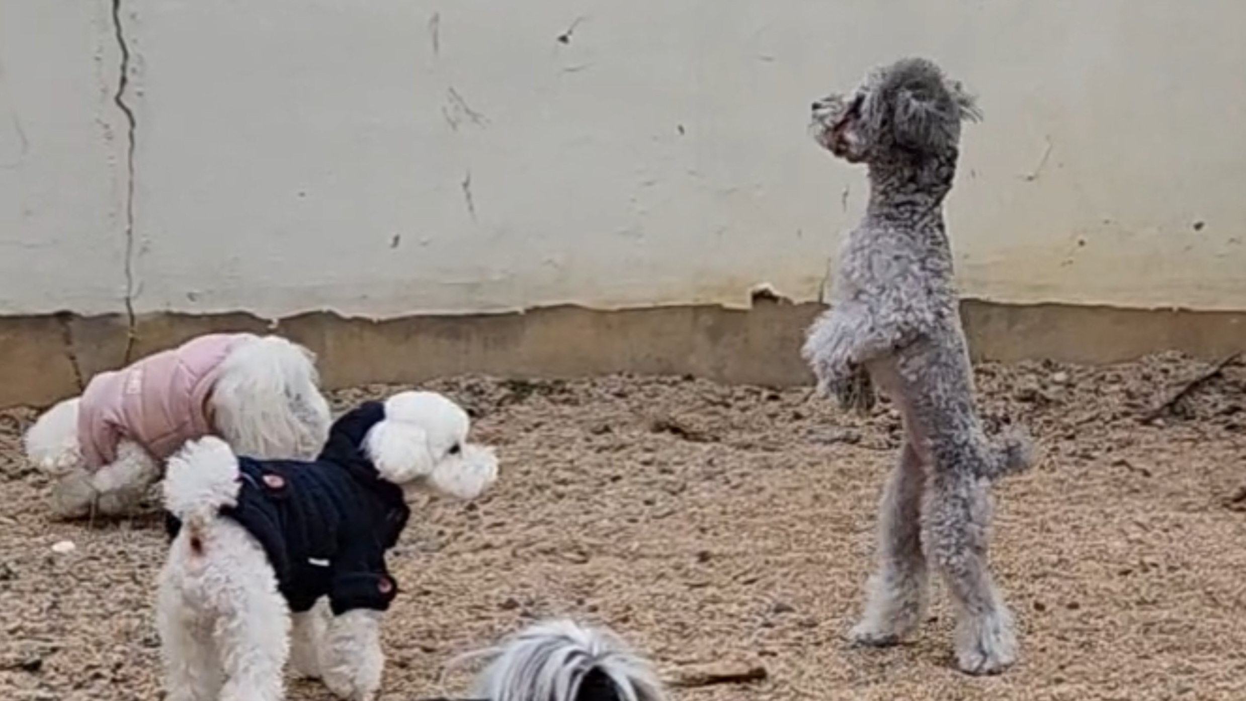  강아지 키울때 대부분의 초보 견주들이 하는 실수
