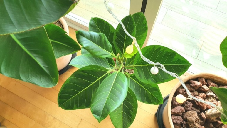 식물 인테리어로 뱅갈고무 나무 키우기 집에서 키우는 거실 반려 1