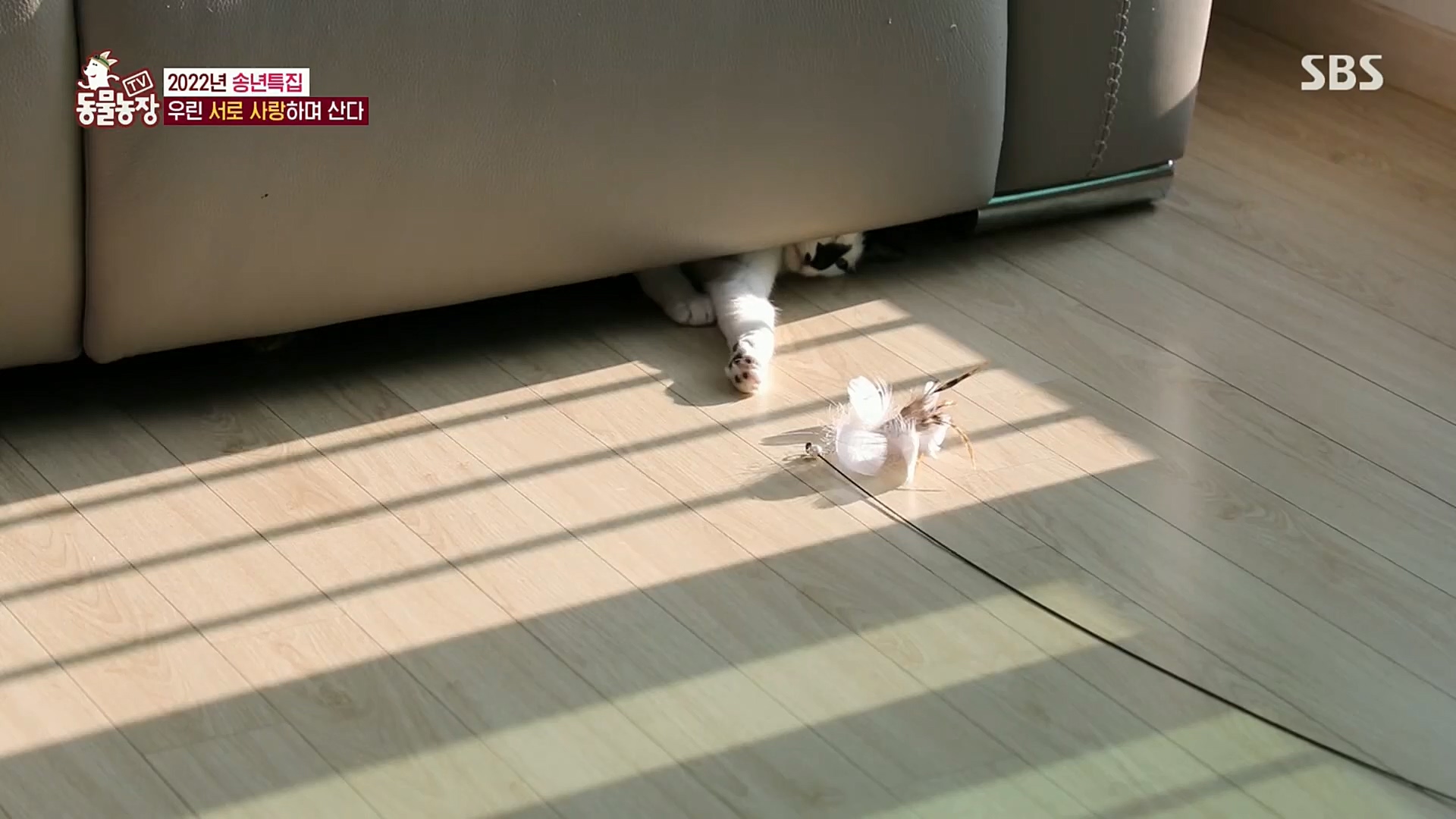 TV 동물농장.E1101.221225p.H264-F1RST.mp4_20221225_190257.169.jpg