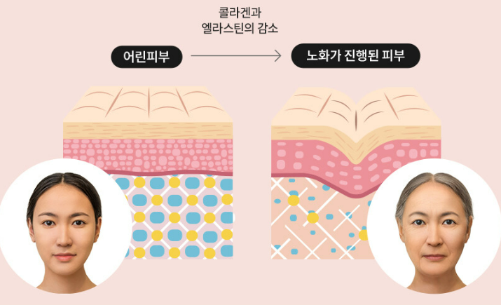 콜라겐의 효능(6)