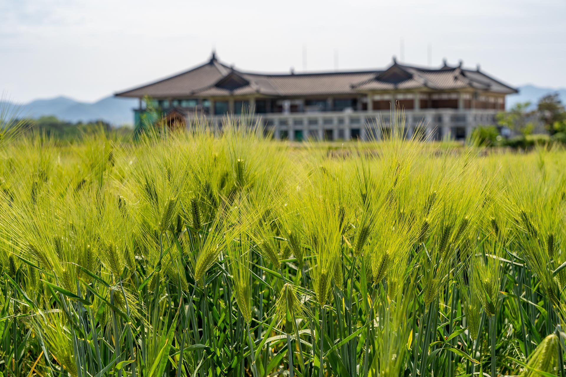 경북 경주 분황사 - 모전석탑 청보리 양귀비 - 청보리와 양귀비 분황사 청보리밭