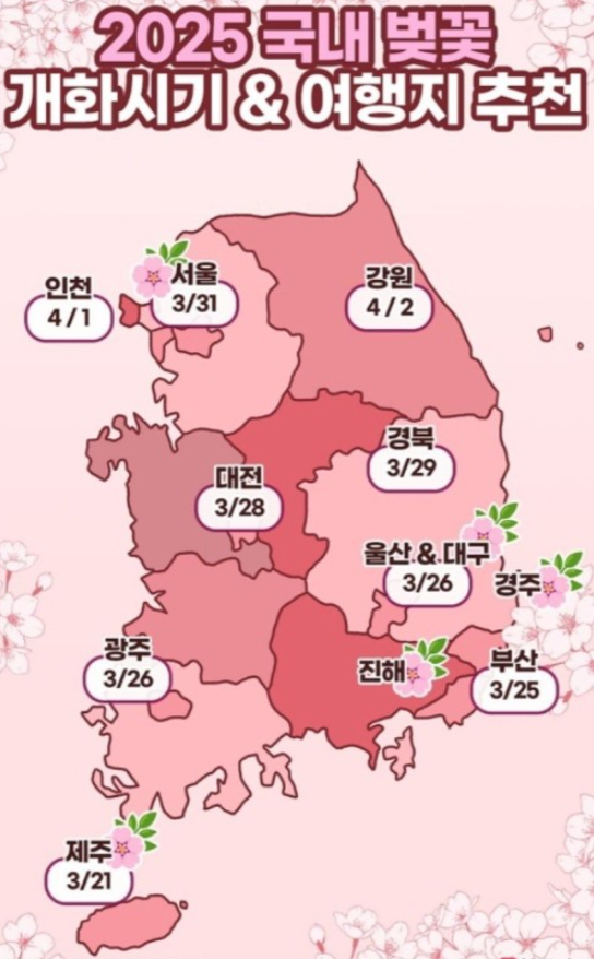 2025 국내 벚꽃 개화시기