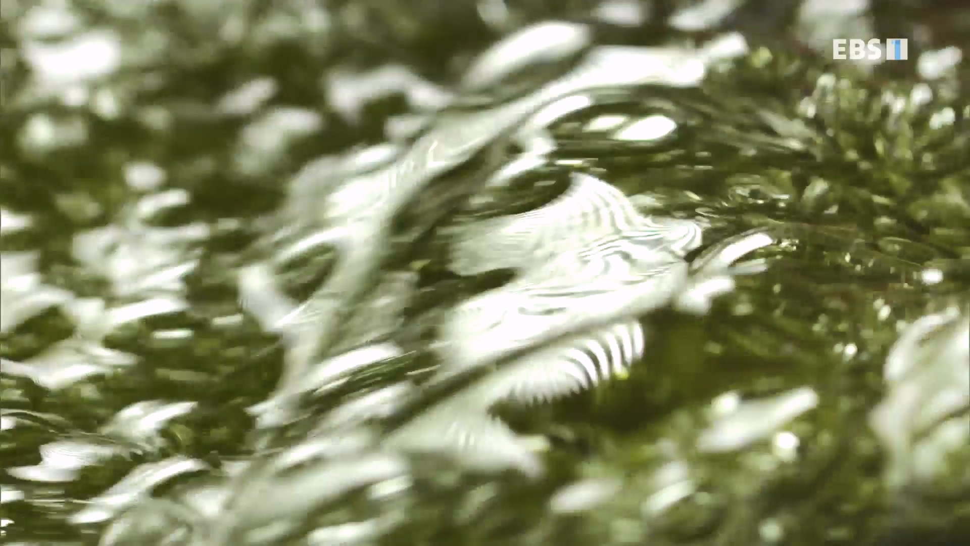 EBS 다큐프라임.201208.요리의 과학 - 4부 맛0p.mp4_20240413_162615.537.jpg