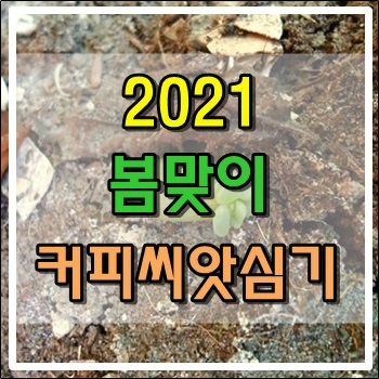  2021년 봄맞이 커피씨앗 심었습니다.