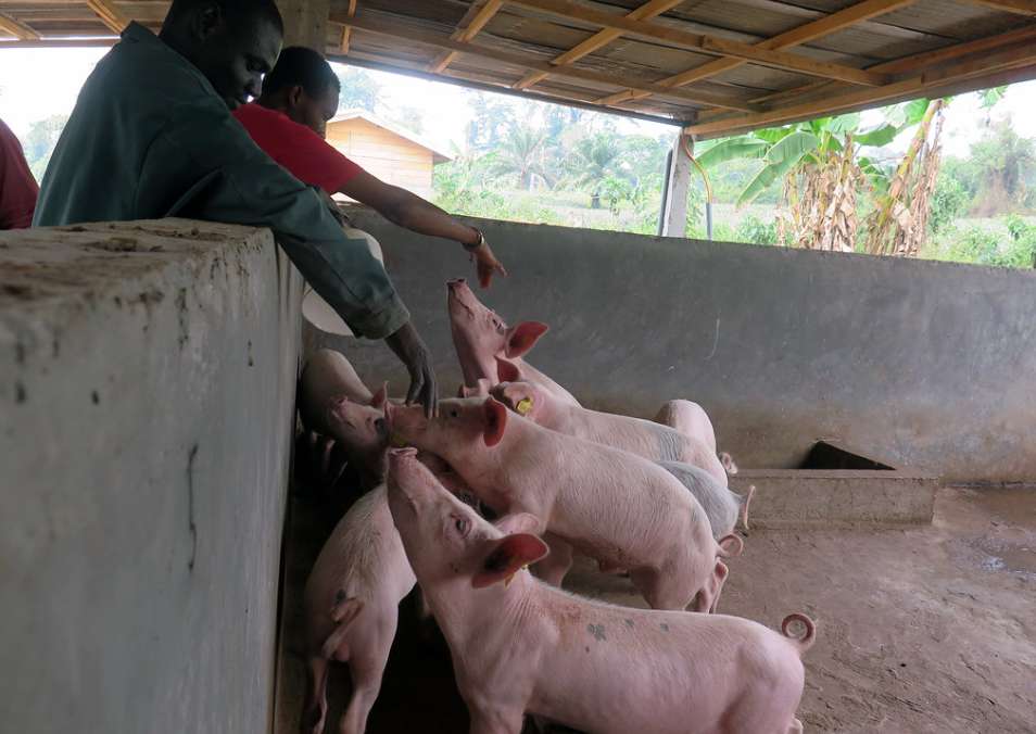 아프리카 돼지열병 원인&#44; 증상&#44; 검사&#44; 예방 및 대처방안