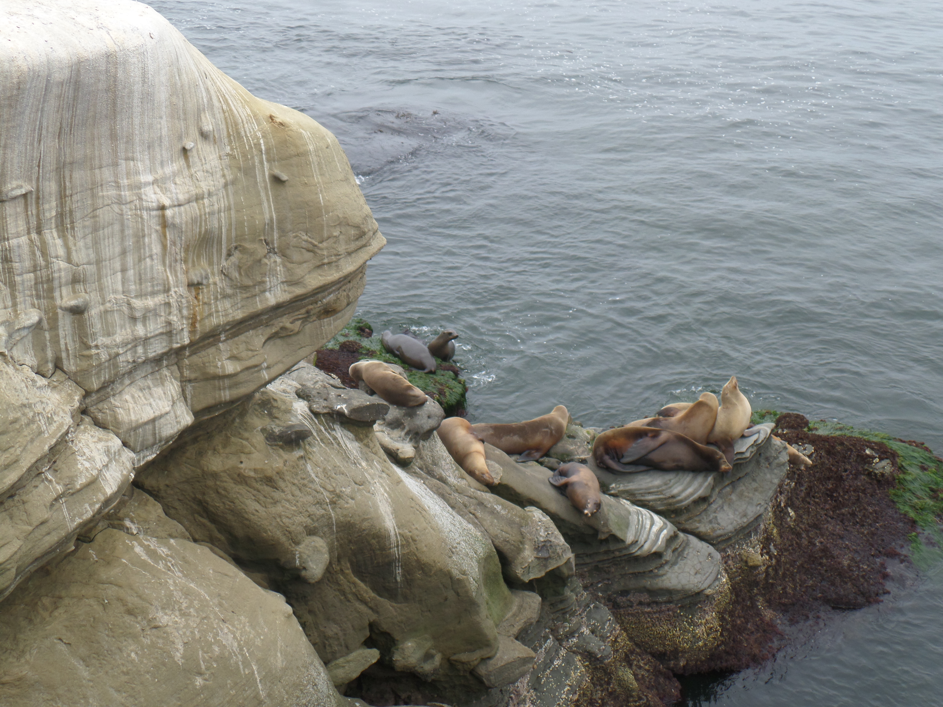 라 호이아 코브 (La Jolla Cove) 6