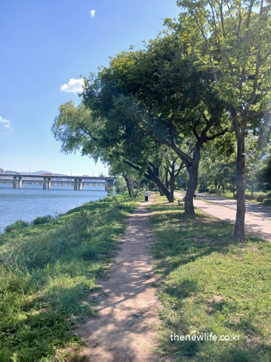 A wide view of a tree-lined dirt walking trail next to the river on a sunny day, offering a peaceful escape for mental clarity.-햇살 좋은 날, 강 옆 나무길을 따라 걷는 풍경. 정신을 맑게 해주는 자연 속 걷기의 여유로운 순간.