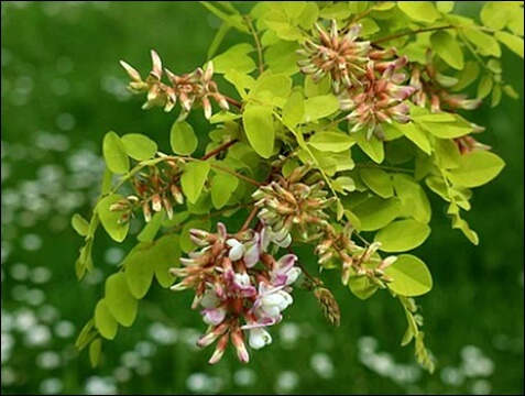 회화나무열매