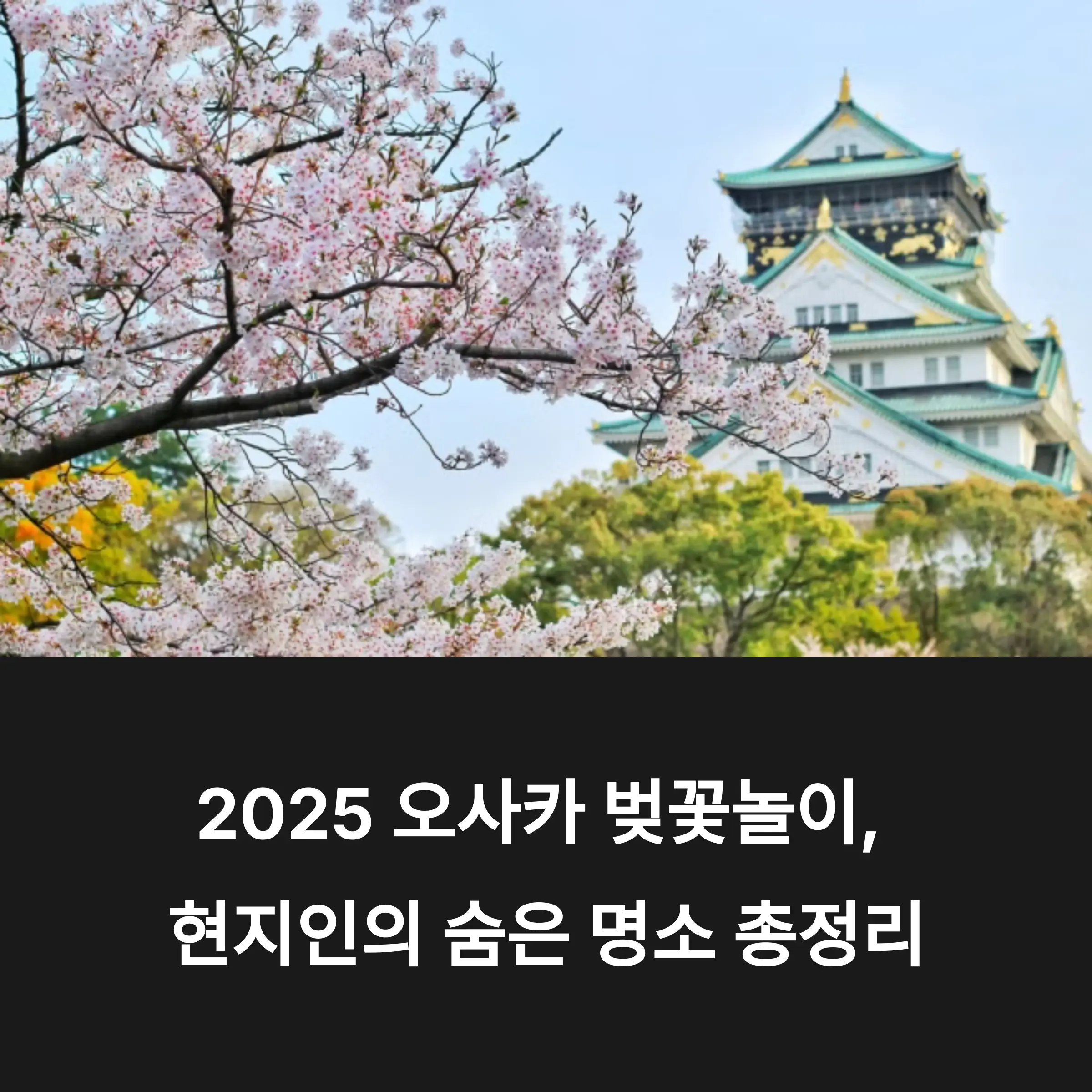오사카 벚꽃놀이 총정리