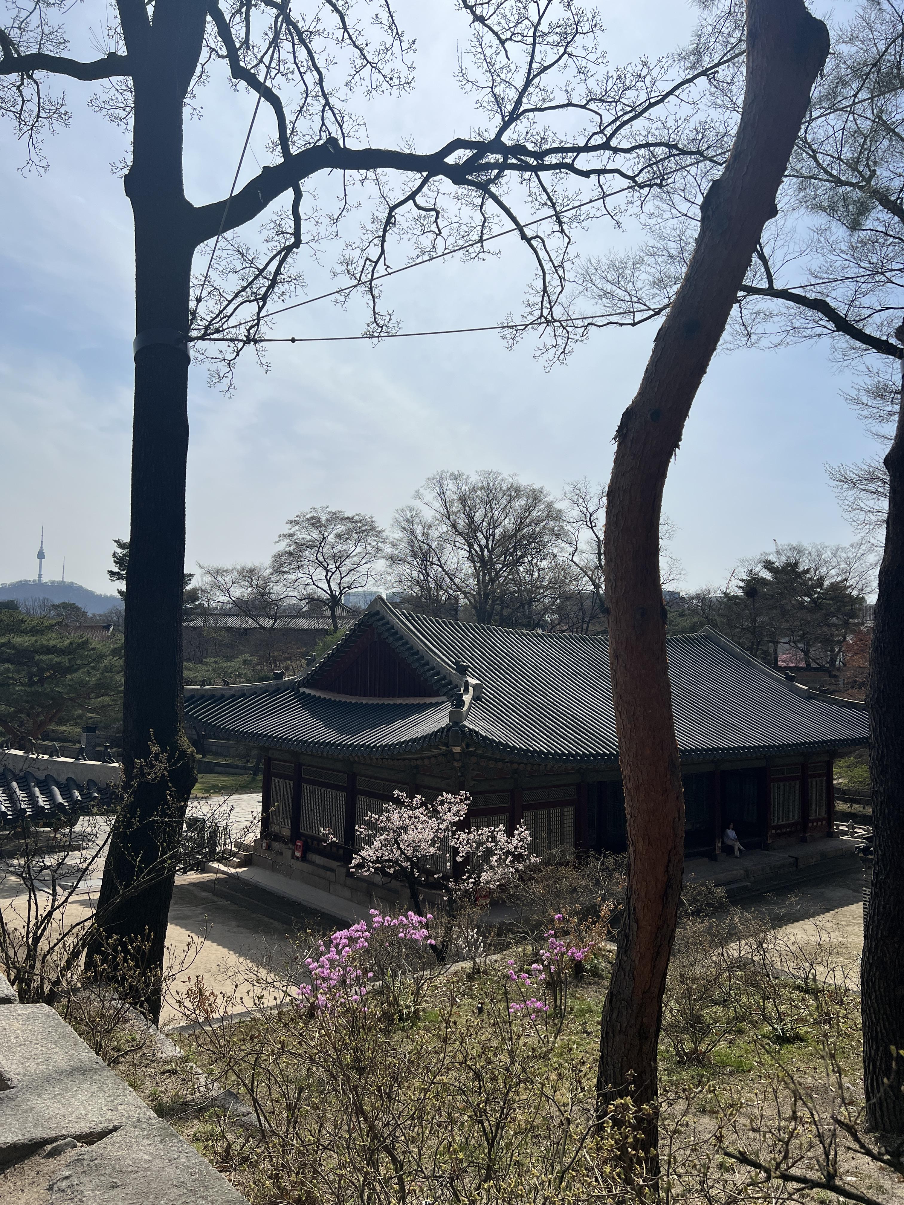 창경궁 언덕에서 바라본 궁