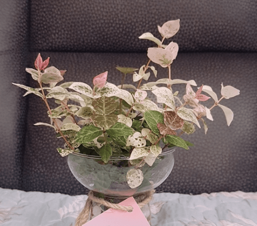 오색마삭줄 키우는법