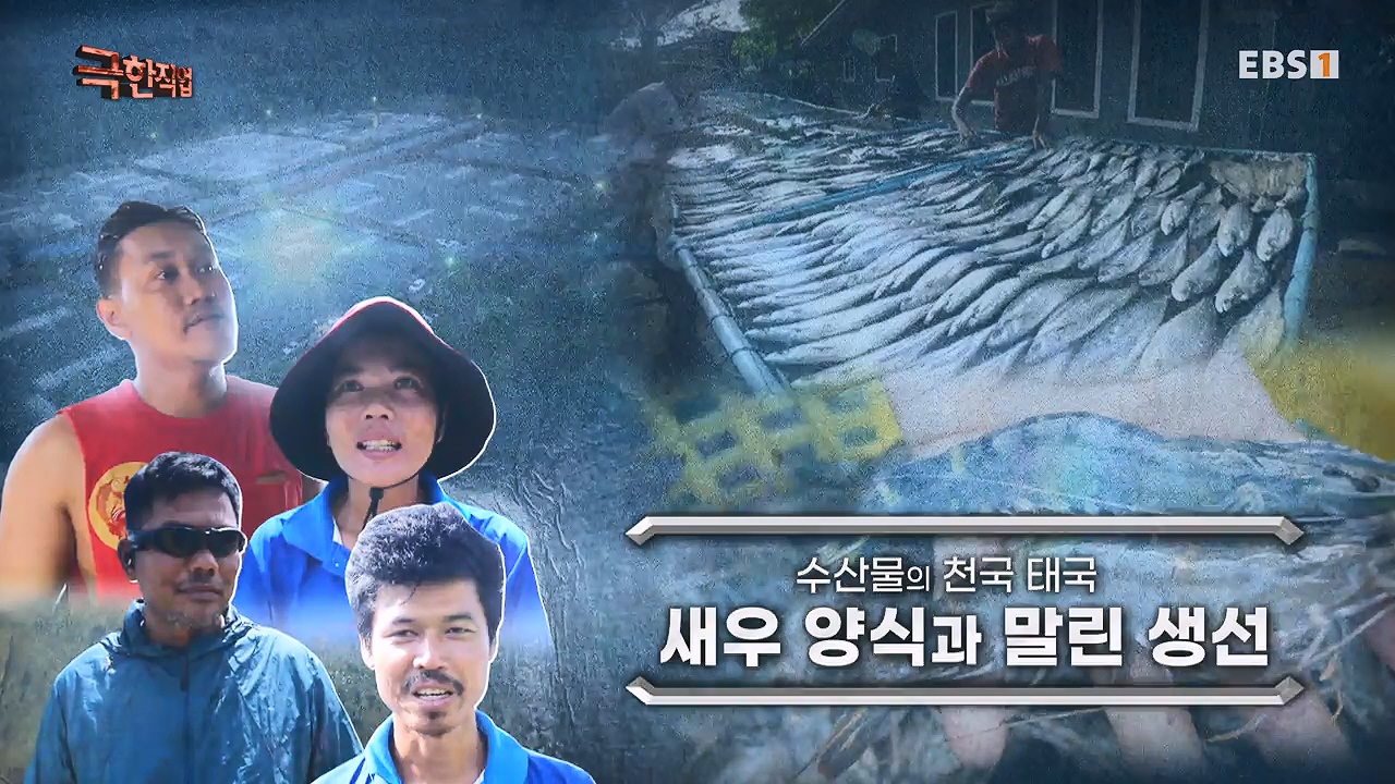 TV - 전 국민의 평생학교 EBS수산물의 천국 태국, 새우 양식과 말린 생선.mp4_20240604_195701.026.jpg