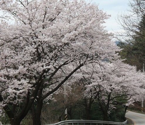 2023 전국 벚꽃축제 및 개화시기