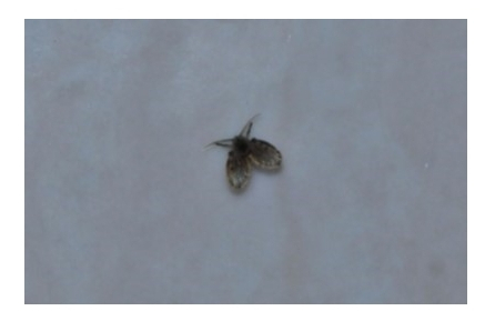  날파리퇴치법 이게되네요;;;(내경험有)