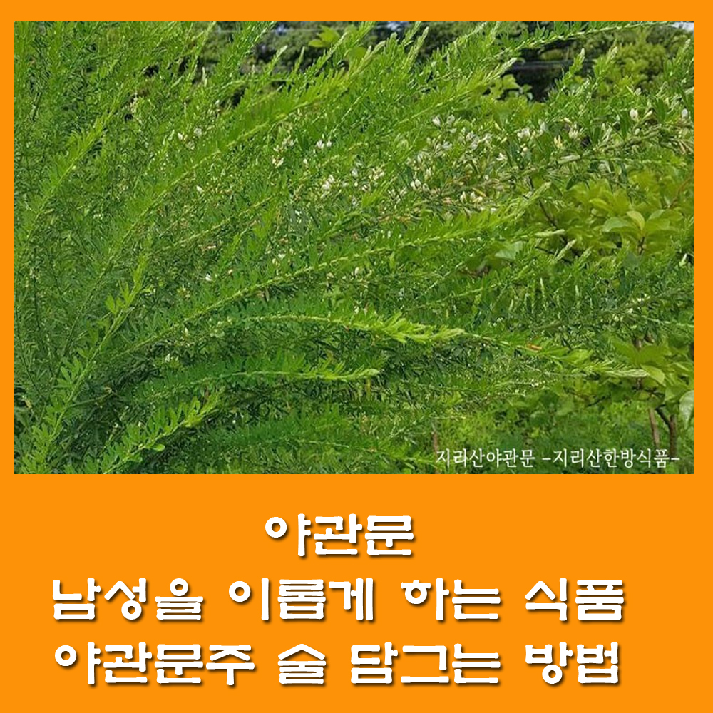  야관문.야관문 효능.야관문주 술 담그는 방법.알코올 분해 방법
