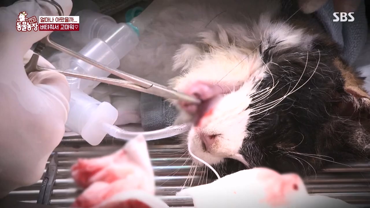 TV 동물농장.E1143.231030p-NEXT.mp4_20231029_164146.224.jpg