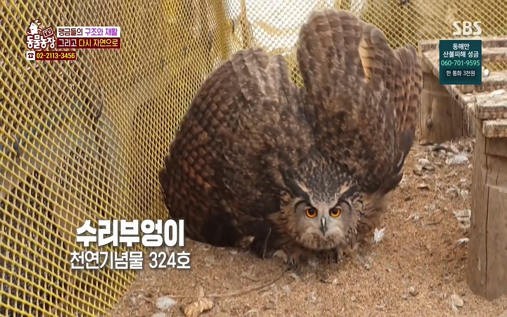 TV 동물농장.E1061.220320p.H264-F1RST.mp4_20220320_181747.941.jpg