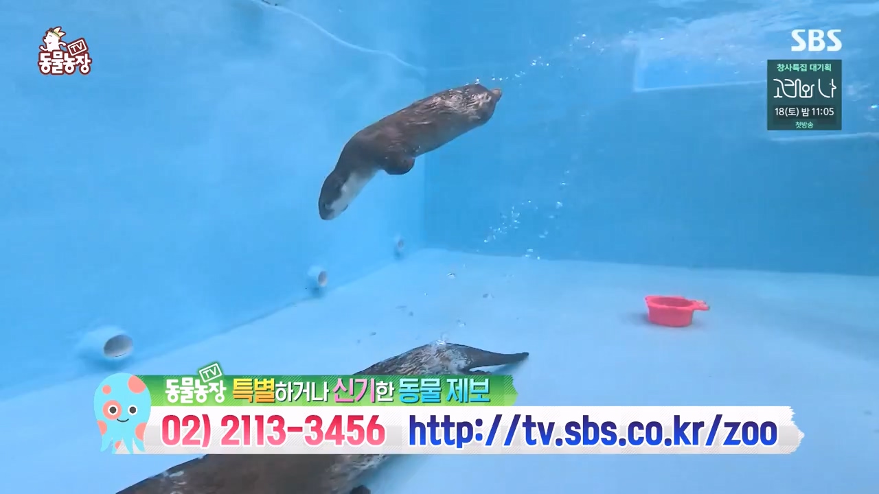 TV 동물농장.E1145.231113p-NEXT.mp4_20231112_173443.054.jpg