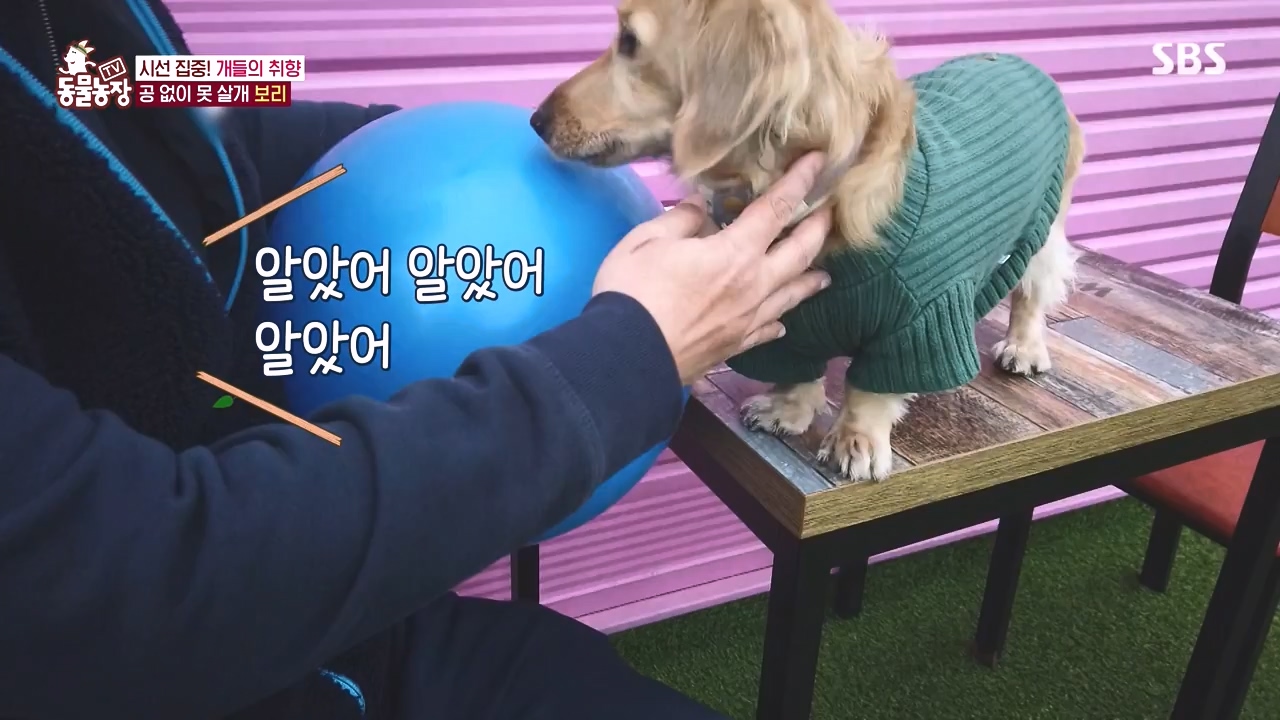 TV 동물농장.E1152.231232p-NEXT.mp4_20231231_172003.265.jpg