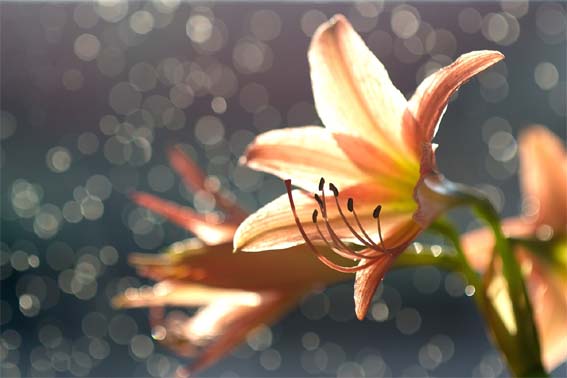 알로에베라-꽃