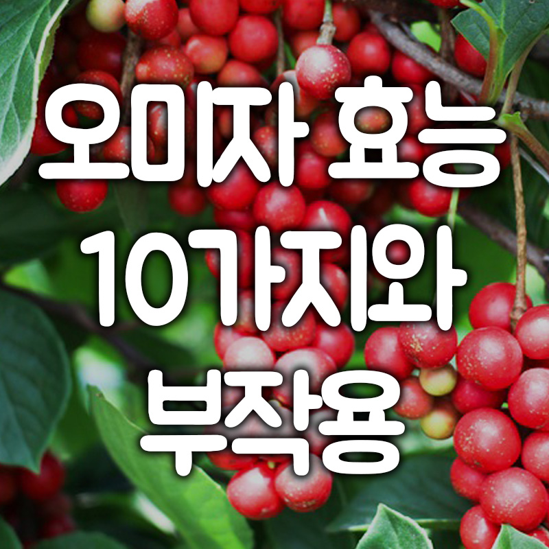 오미자 효능 10가지와 부작용