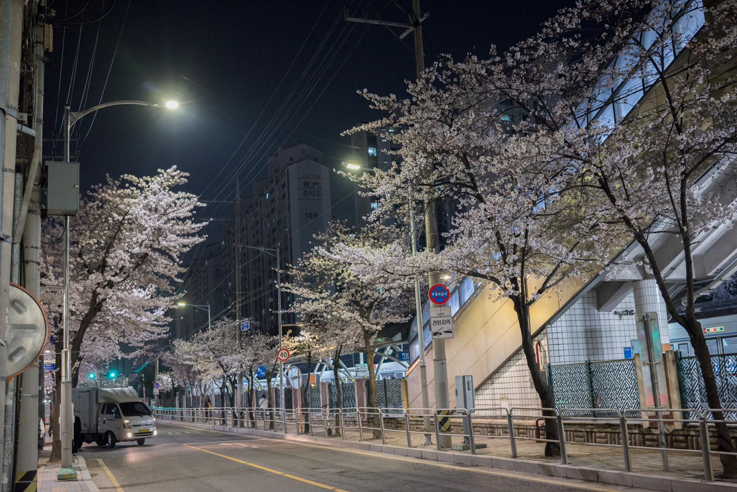 금천구 벚꽃십리길 벚꽃