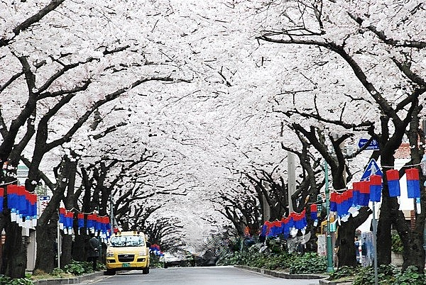 2024 전국 벚꽃 축제 명소 TOP 9