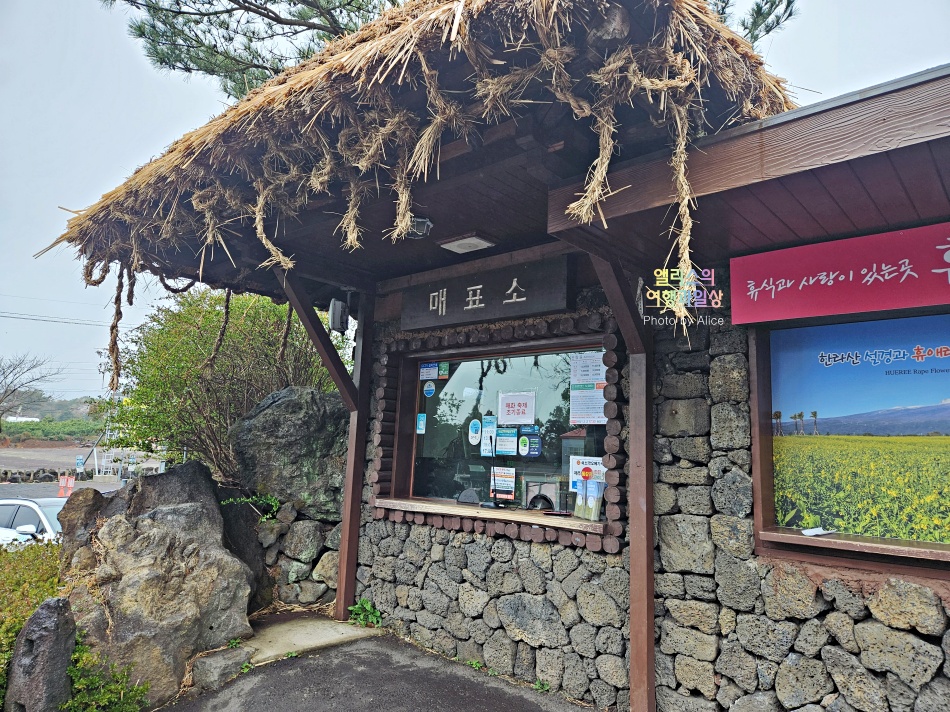 제주 유채꽃 명소 휴리 할인 예약 서귀포 봄 여행 3월 4월 명소