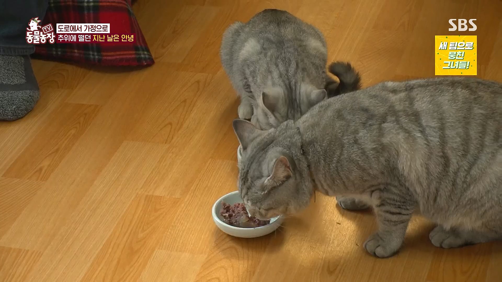 TV 동물농장.E1104.230115p.H264-F1RST.mp4_20230115_173218.762.jpg