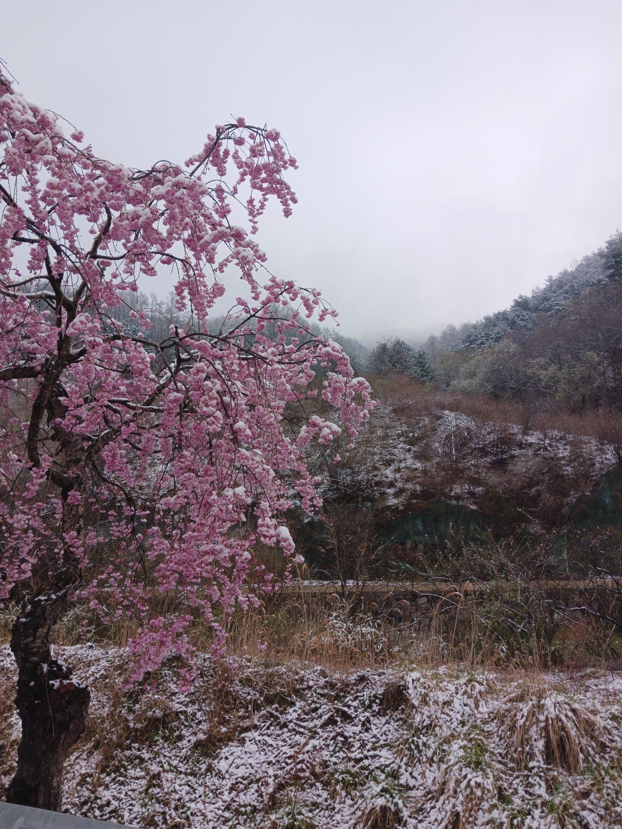 거창병곡마을벚꽃
