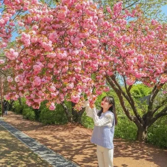 전국 겹벚꽃 명소 베스트 10 관광지_49