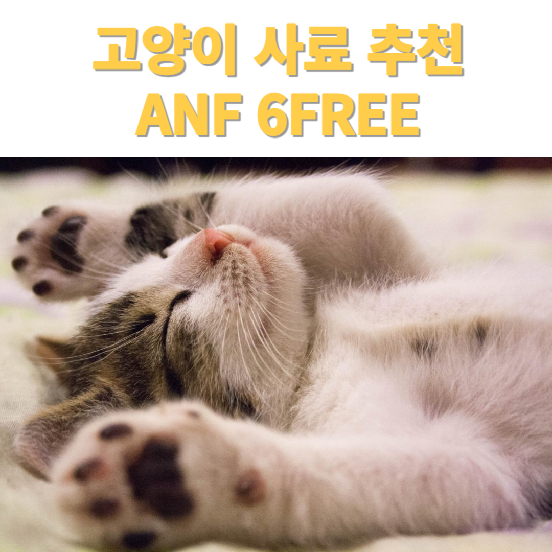 NF NATURAL6 Free 고양이 사료