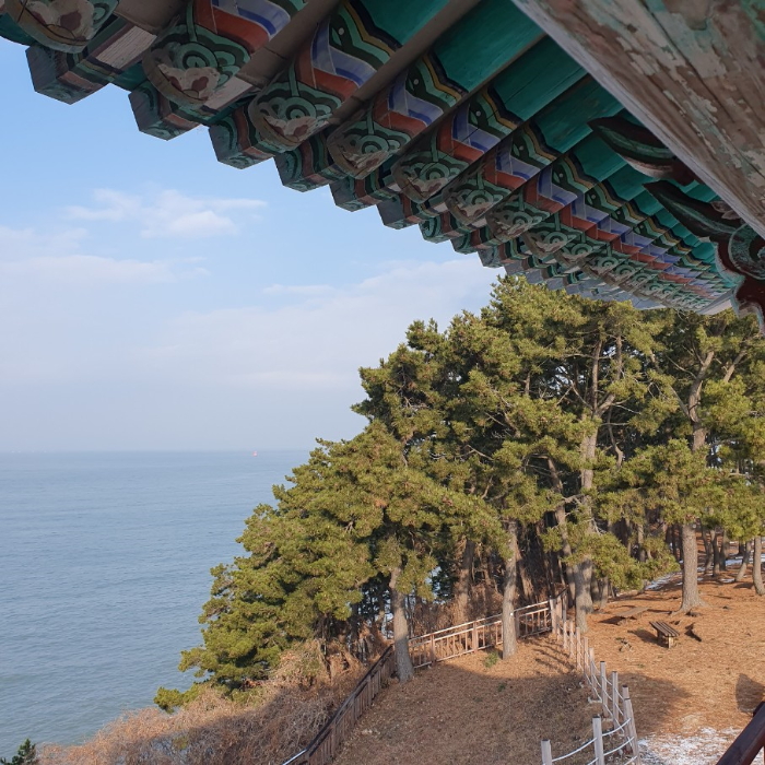 바닷가에 높은 소나무 사진